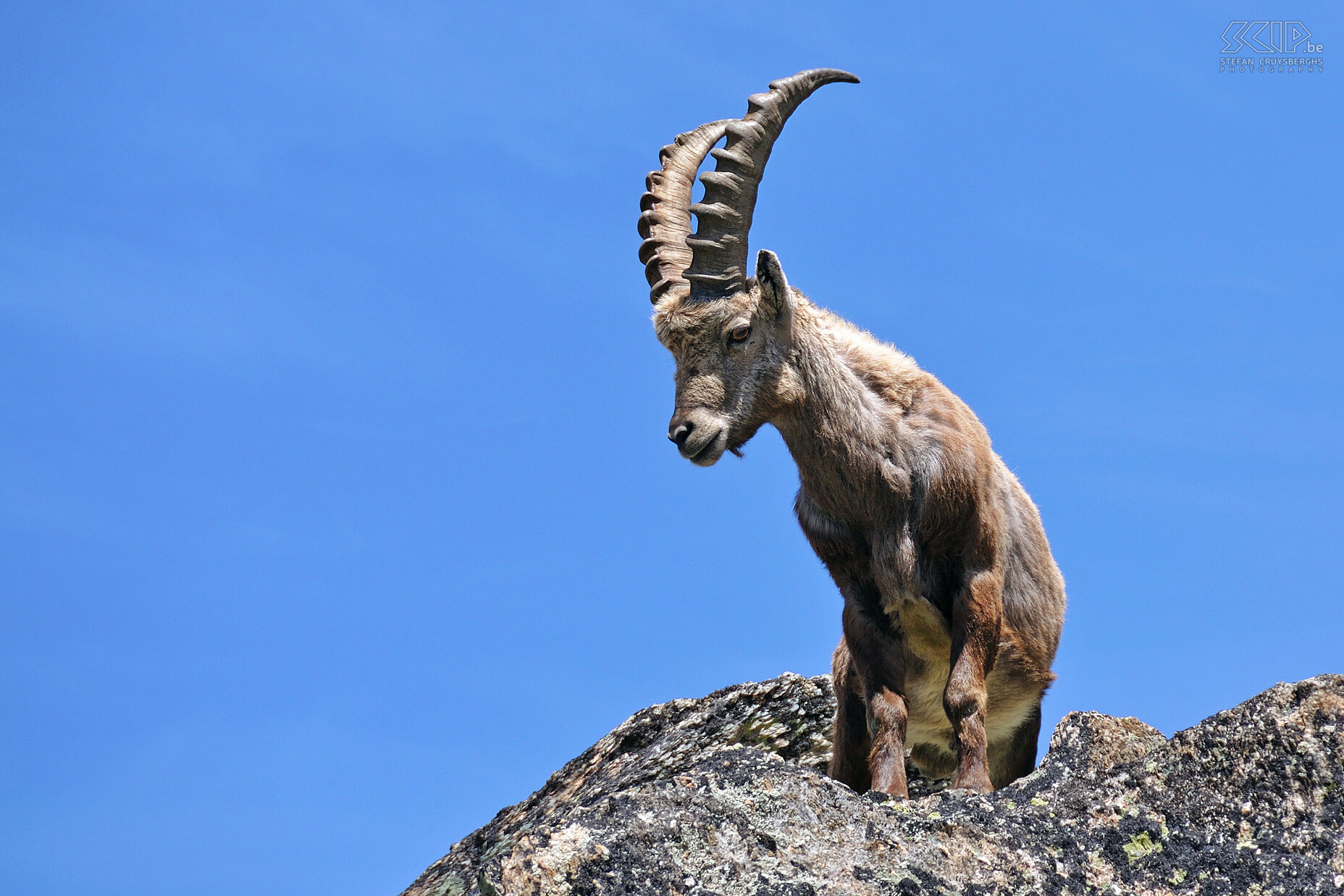 Ibex  Stefan Cruysberghs